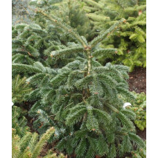 Ялиця Робуста продам саджанець, висота 50-60 см, продам ялицю кавказьку Robusta