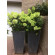 Купити Гортензія волотиста Mojito, Hydrangea panicula 75 грн.