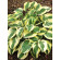 Купити Хоста Wide Brim, Hosta Wide Brim 300 грн.