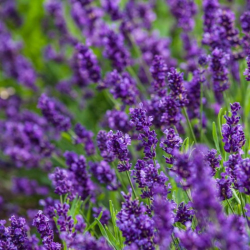 Лаванда вузьколистна Blue Scent, Lavandula angustifolia Blue Scent Лаванда вузьколистна Blue Scent, Lavandula angustifolia Blue Scent