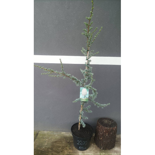 Кедр ліванський Atlantica Glauca продам саджанець, висота 145 см, продам кедр Atlantica Glauca Кедр ліванський Atlantica Glauca продам саджанець, висота 145 см, продам кедр Atlantica Glauca