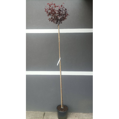 Продам саджанець сливи Піссарді, штамб висота 220 см, слива Піссарді продам саджанець