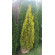 Купити Туя західна Gold Smaragd, Thuja occidentalis Gold Smar 800 грн.