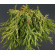 Купити Туя складчаста Kagers Beauty 1850 грн.